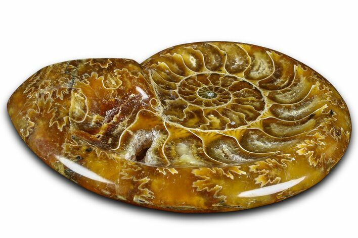 Polished Fossil Ammonite Dish - Madagascar #361370